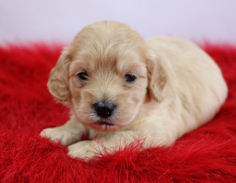 Miniature Retriever Puppies For Sale UltimateRetriever